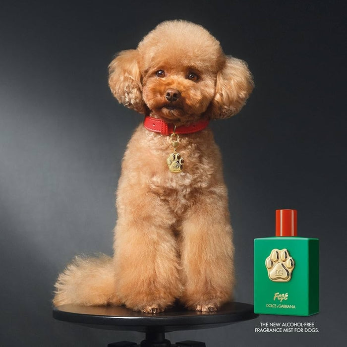 Dolce & Gabbana Fefe para perros (Libre de alcohol) 100 ML Dolce & Gabanna.