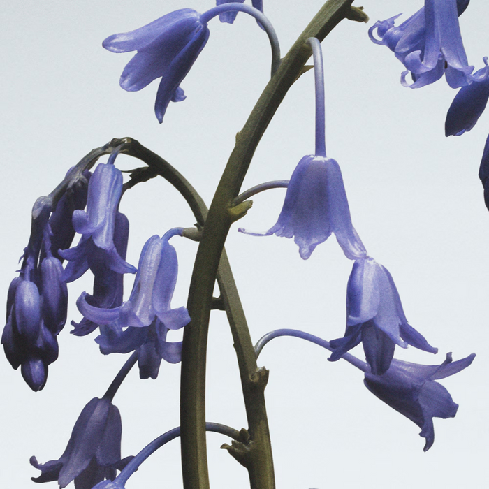 Jo Malone Wild Bluebell Cologne 30 ML Jo Malone