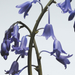 Jo Malone Wild Bluebell Cologne 30 ML Jo Malone