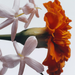 Jo Malone Jasmine Sambac & Marigold Cologne Intense 100 ML Jo Malone