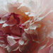 Jo Malone Peony & Blush Suede Cologne 30 ML Jo Malone