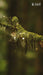 Al Haramain Amber Oud Gold 999.9 Dubai Edition Extrait De Parfum 100 Ml Al Haramain