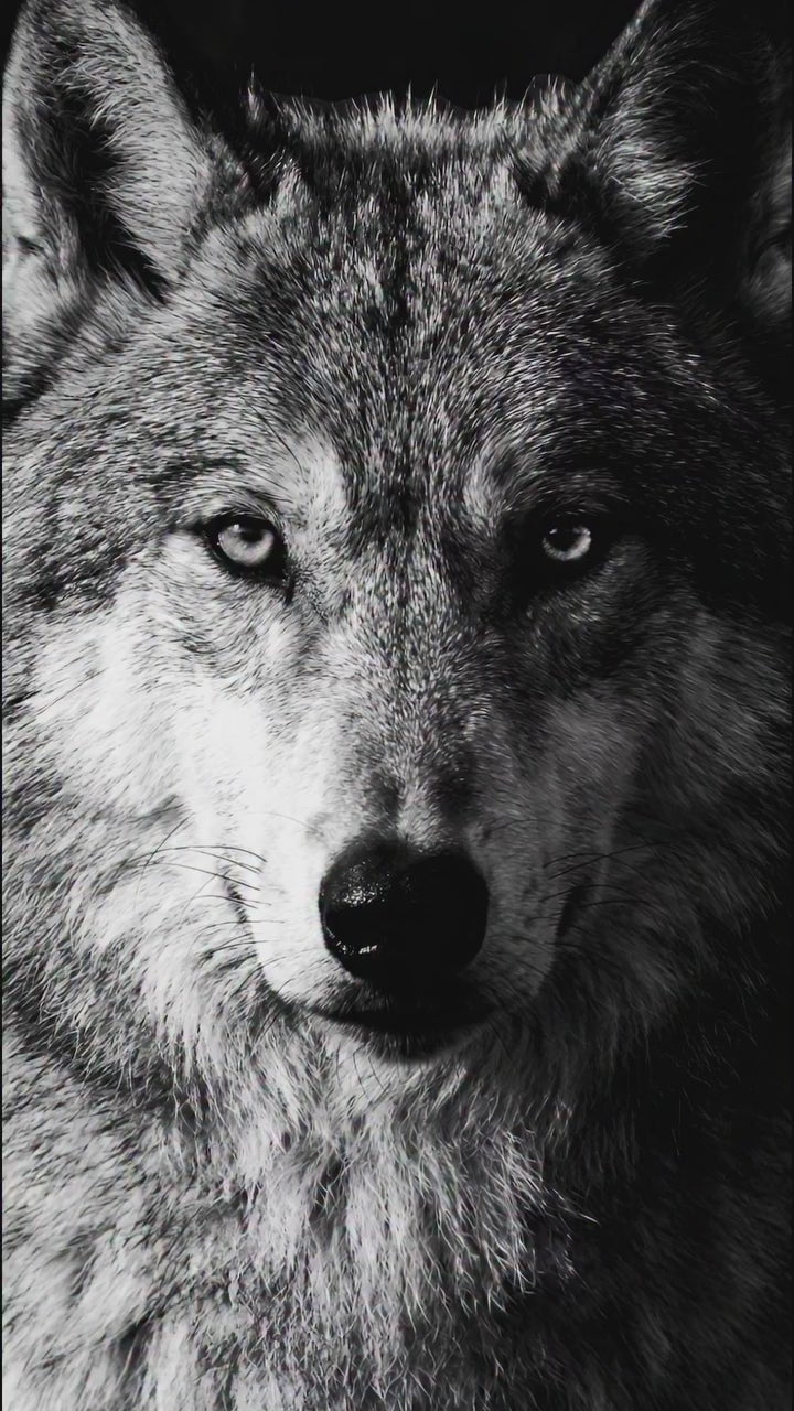 Rayhaan Wolf Edp 100Ml Hombre Rayhann