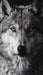 Rayhaan Wolf Edp 100Ml Hombre Rayhann
