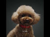 Dolce & Gabbana Fefe para perros (Libre de alcohol) 100 ML Dolce & Gabanna