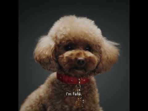 Dolce & Gabbana Fefe para perros (Libre de alcohol) 100 ML Dolce & Gabanna